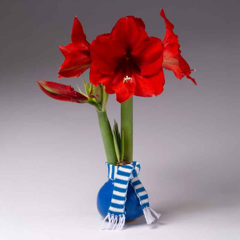 No-Water Waxed Amaryllis Bulb with Scarf - Set of 3